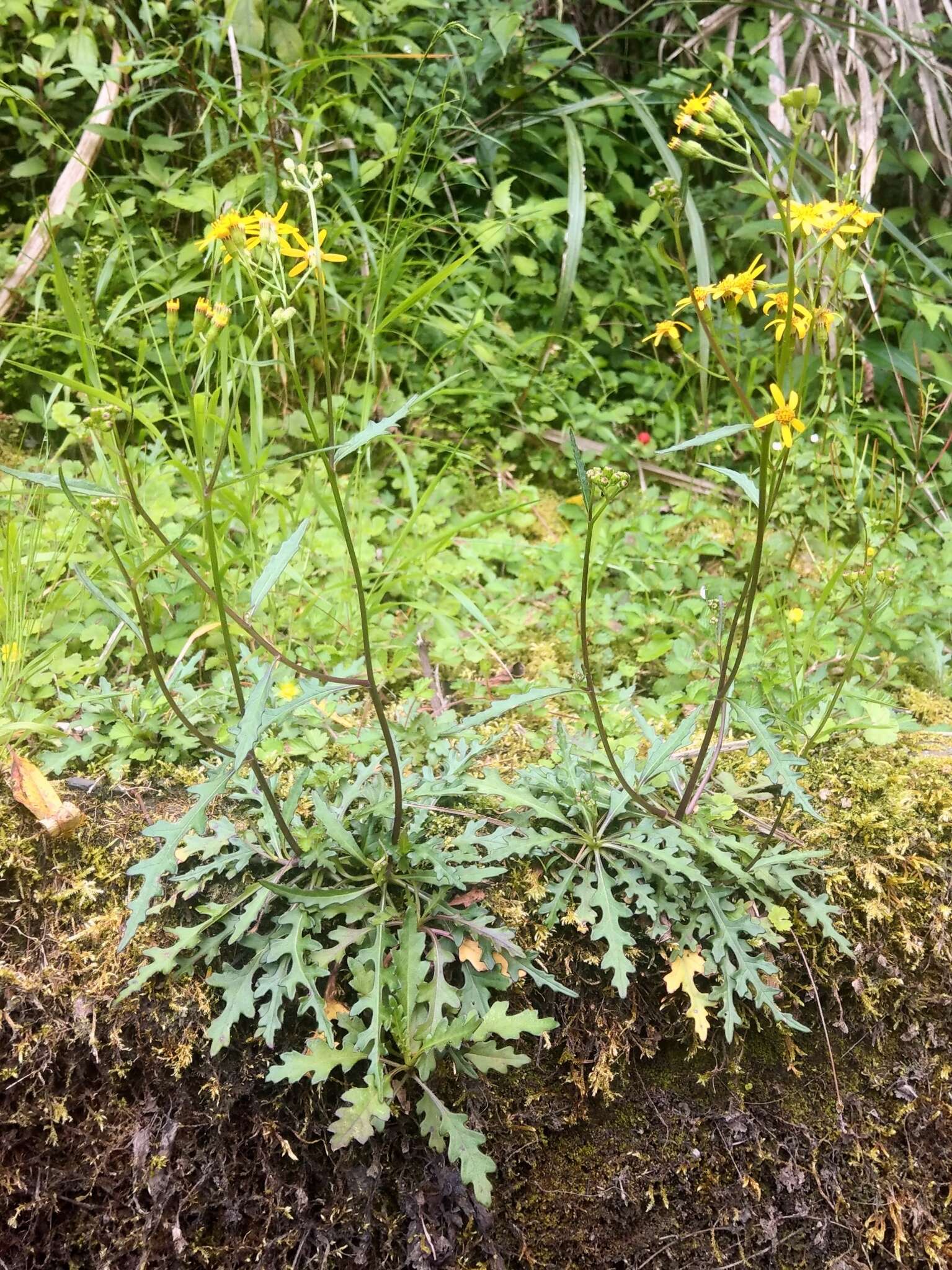 Plancia ëd Senecio morrisonensis Hayata