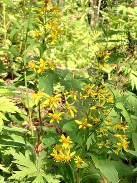 Image of Solidago spiraeifolia Fisch. ex Herder