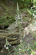 Image of Ornithogalum arcuatum Steven