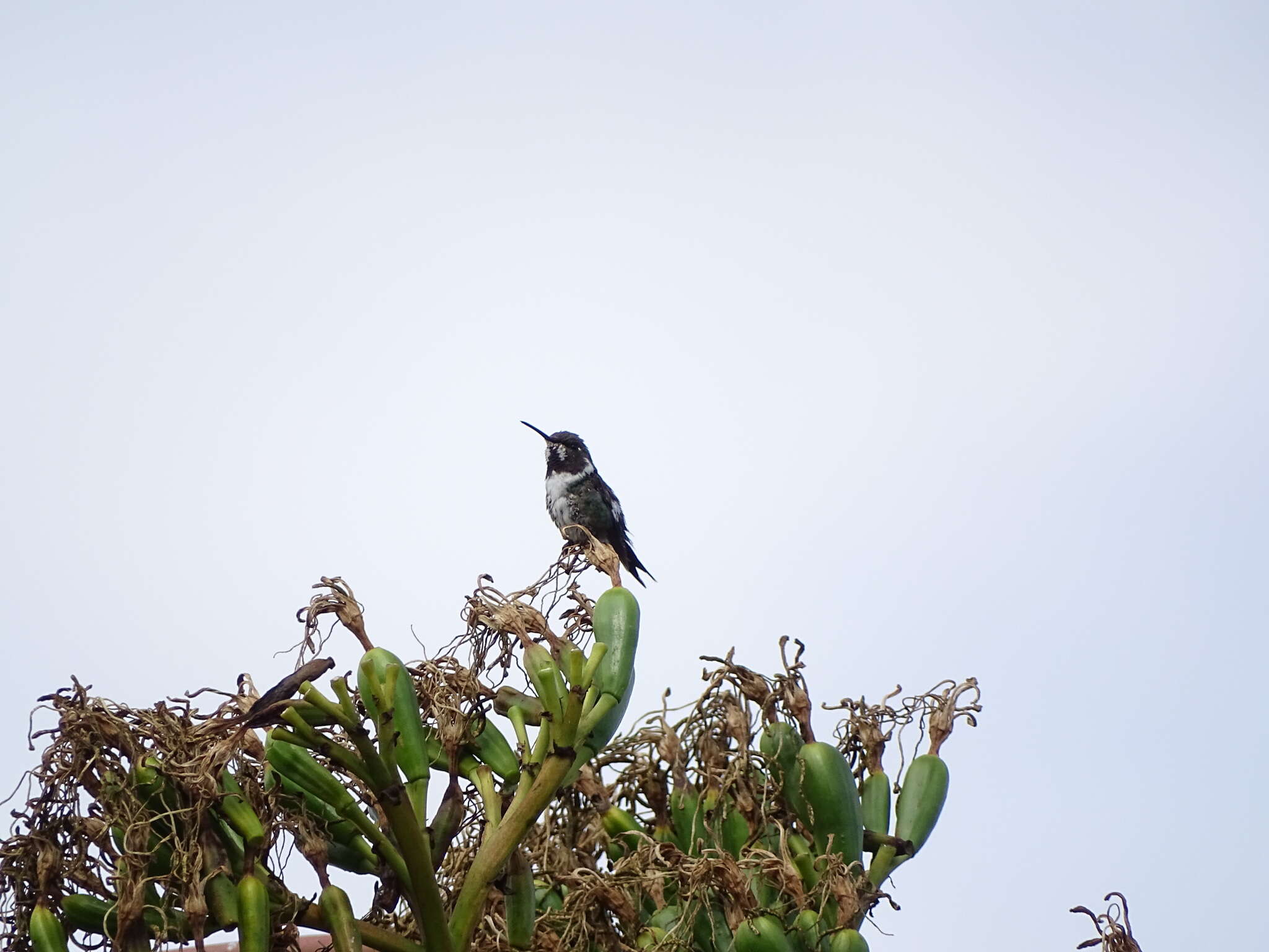 Image of White-bellied Woodstar