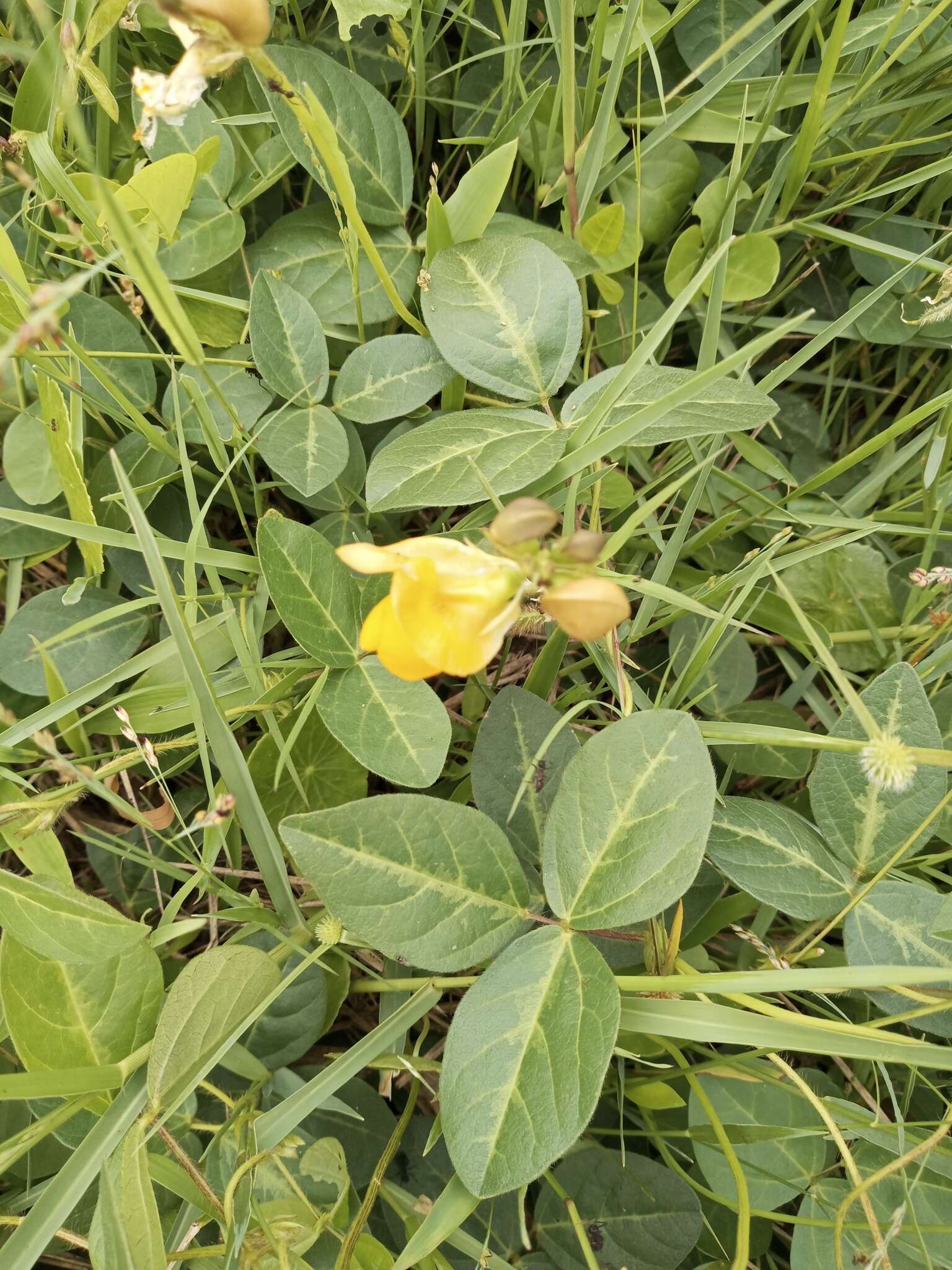 Image of Long-Leaf Cow-Pea