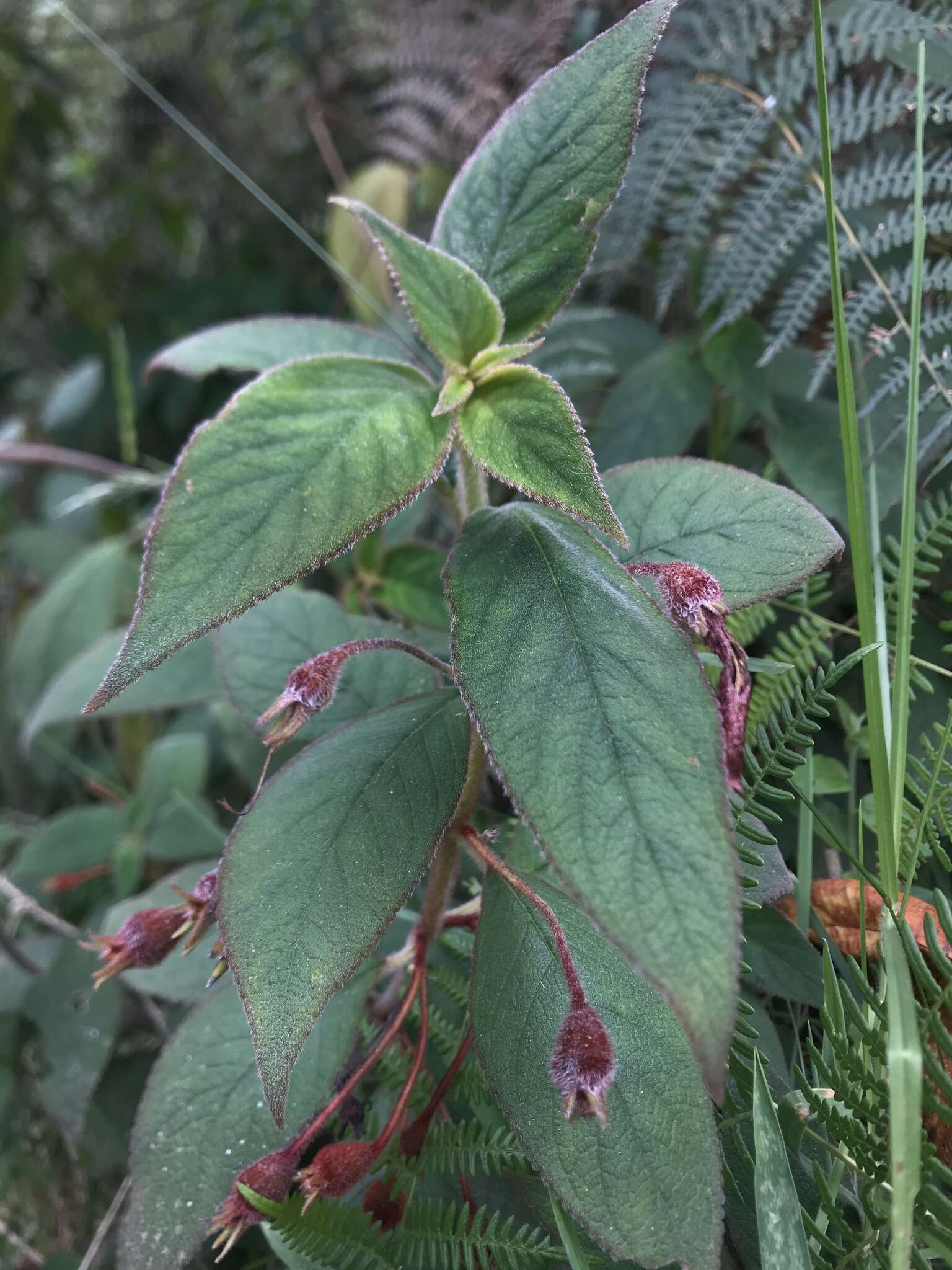 Image of Kohleria hirsuta (Kunth) Regel