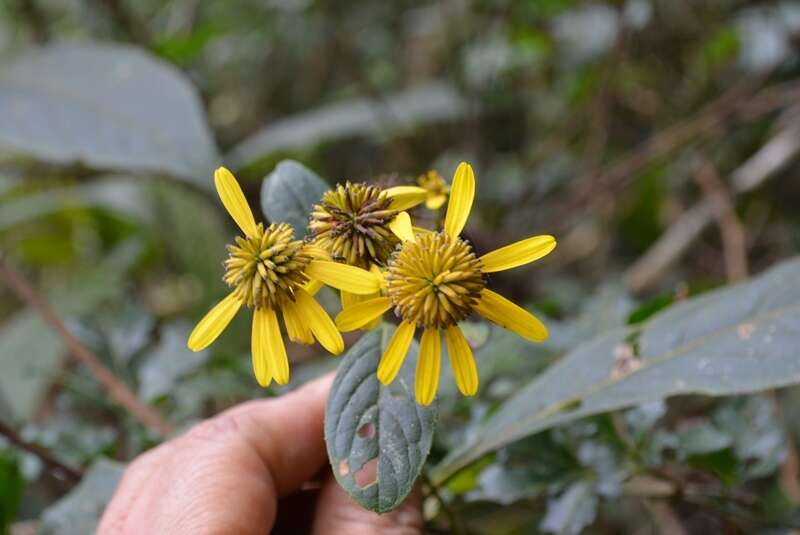 Image of Verbesina neriifolia Hemsl.