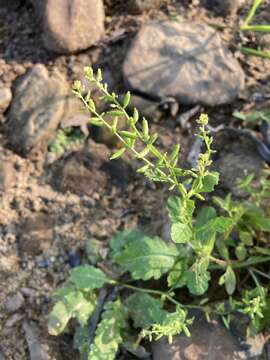 Image of Stalkless Yellowcress