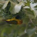 Image of Principe Golden Weaver