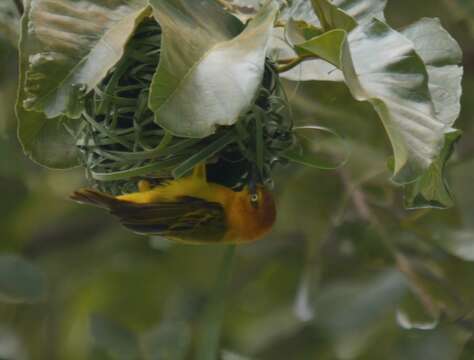 Image of Principe Golden Weaver