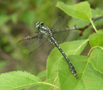 صورة Nihonogomphus ruptus (Selys 1858)