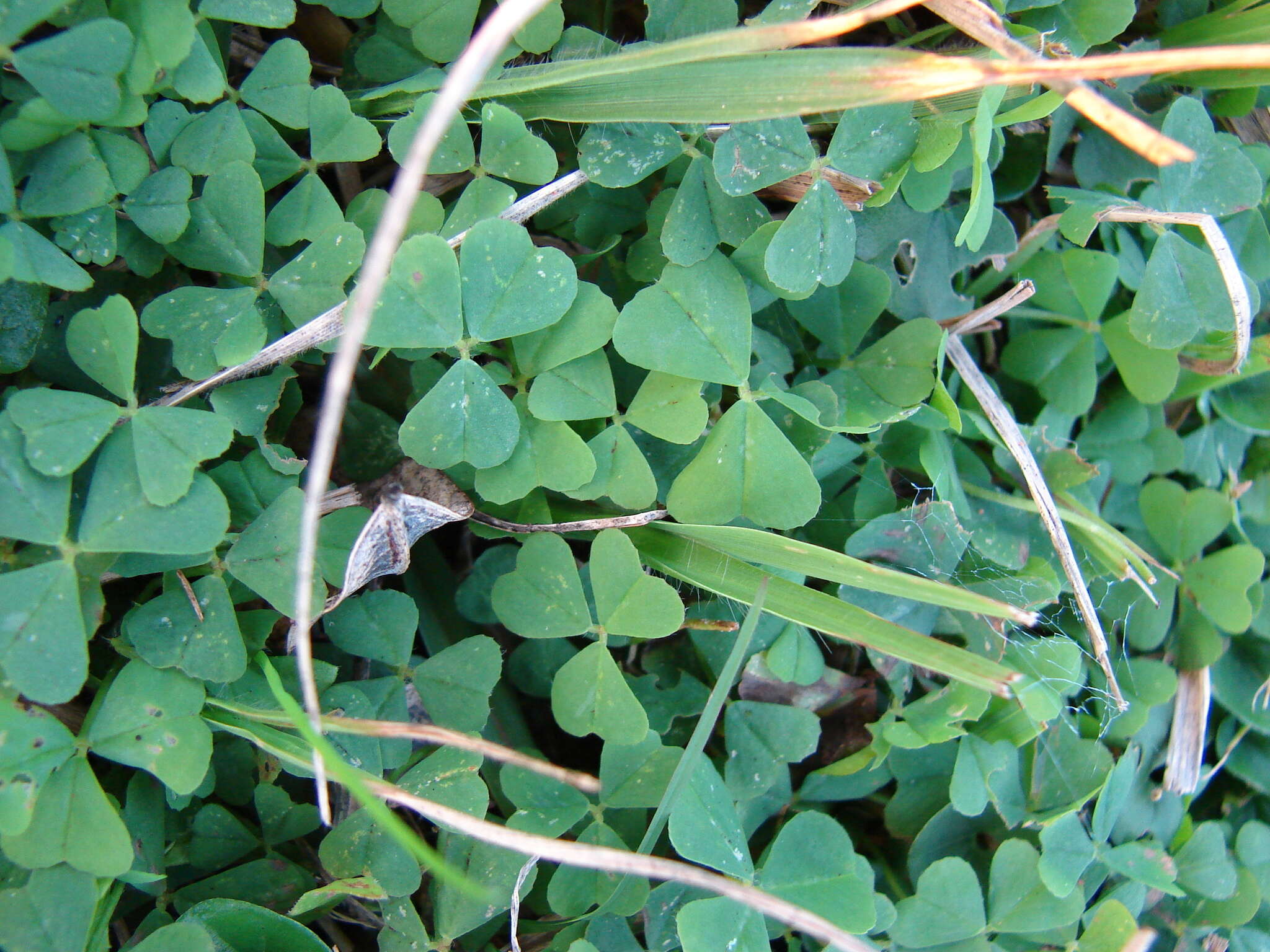 Image of peanut clover