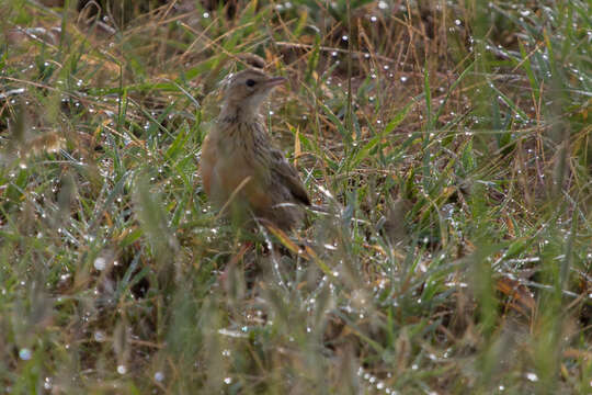 Image of Rosy-breasted Longclaw