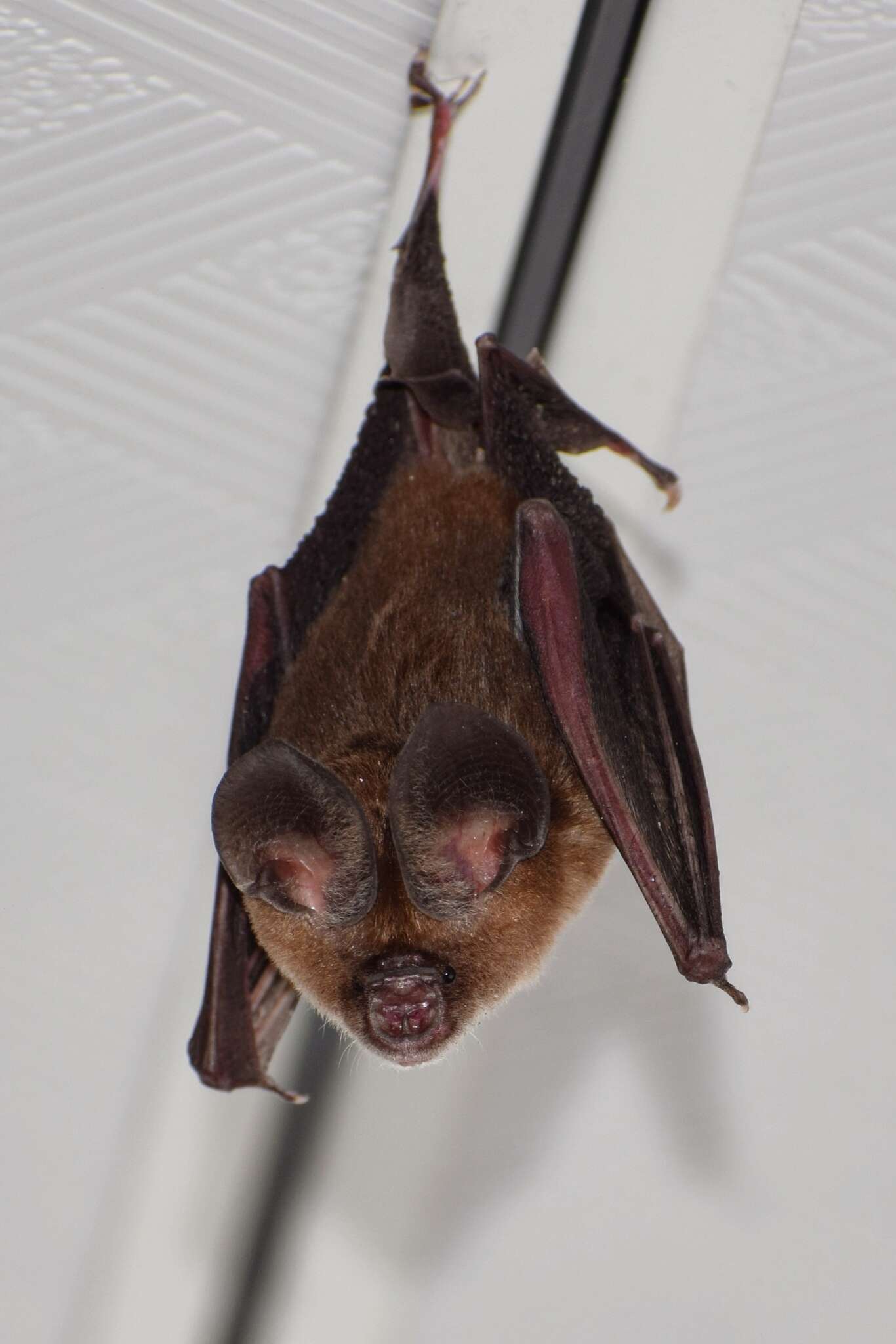 Image of Bi-coloured Leaf-nosed Bat