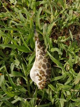 Image of Checkered Puffer