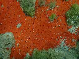 Image of red boring sponge