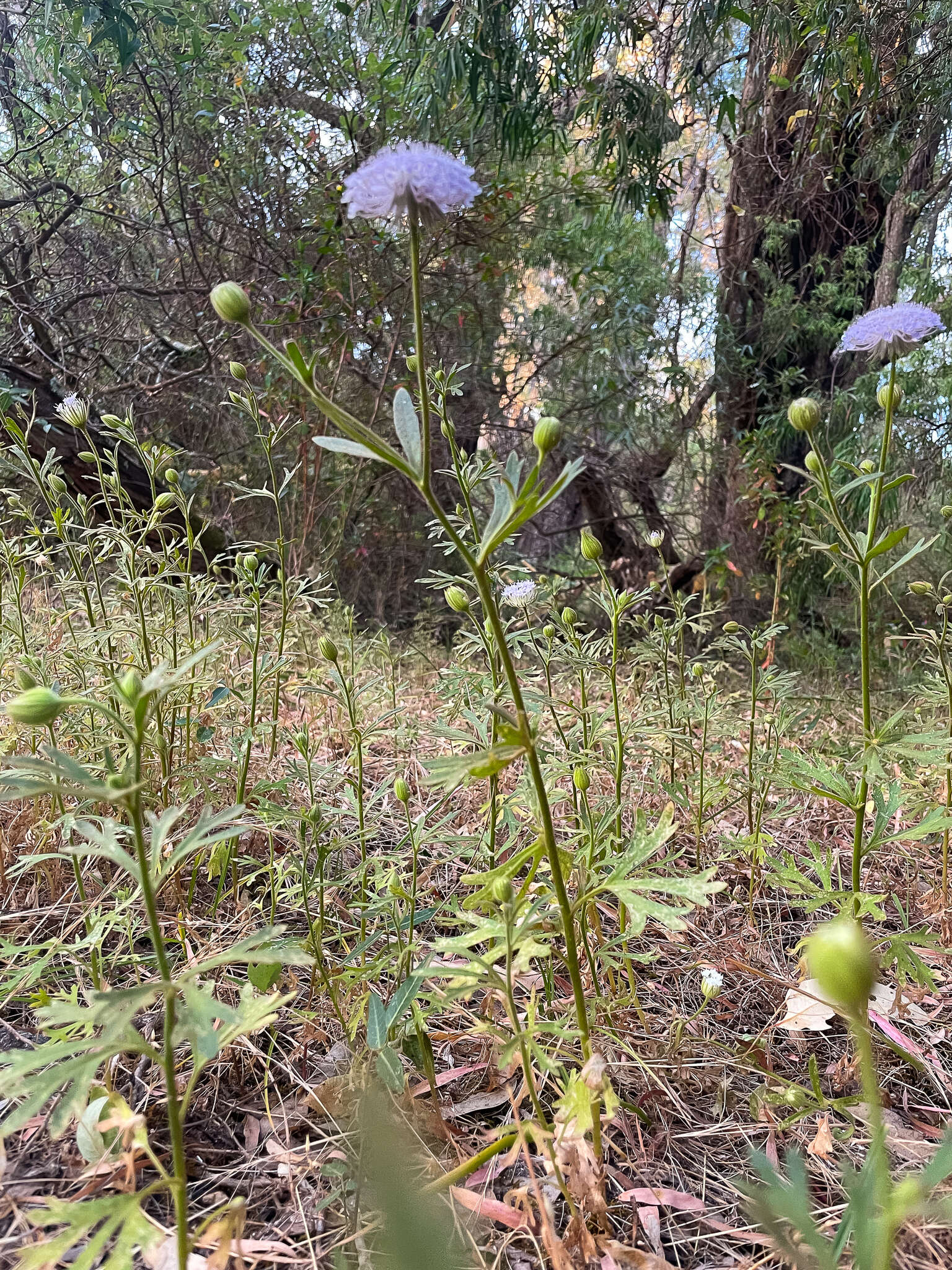 Image of Trachymene coerulea R. Grah.