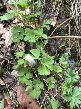 Image of Aquilegia olympica Boiss.