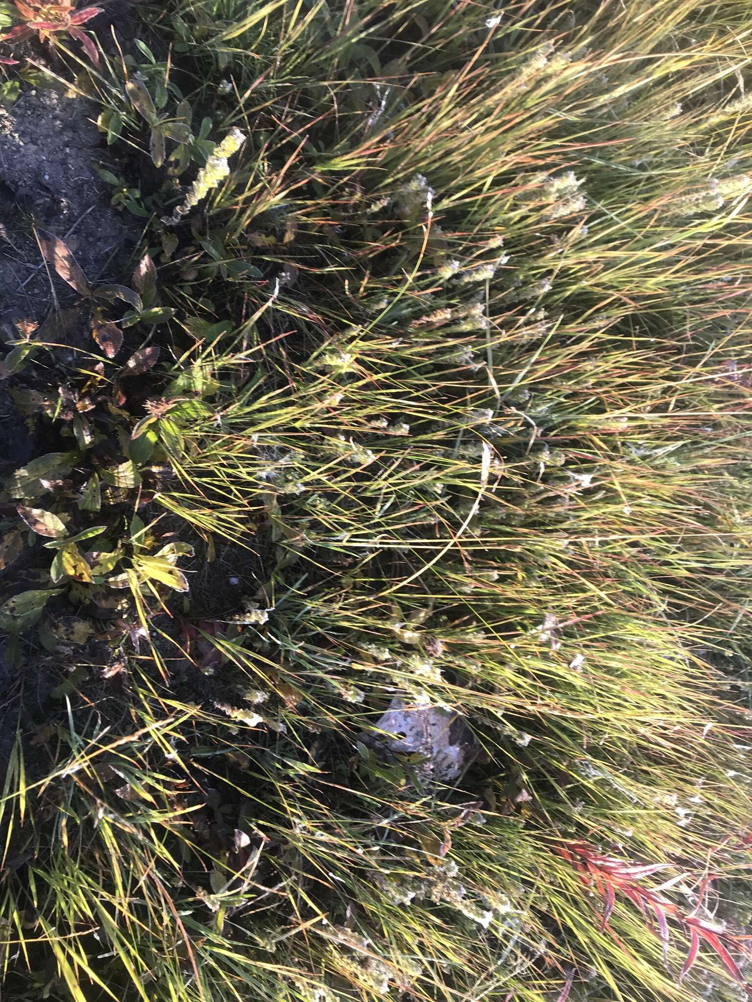 Image of arctic eyebright