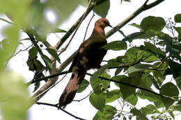 Image of MacKinlay's Cuckoo-Dove