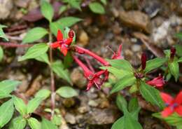 Plancia ëd Crusea coccinea DC.