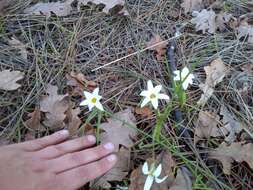 Image of Romulea flava var. flava