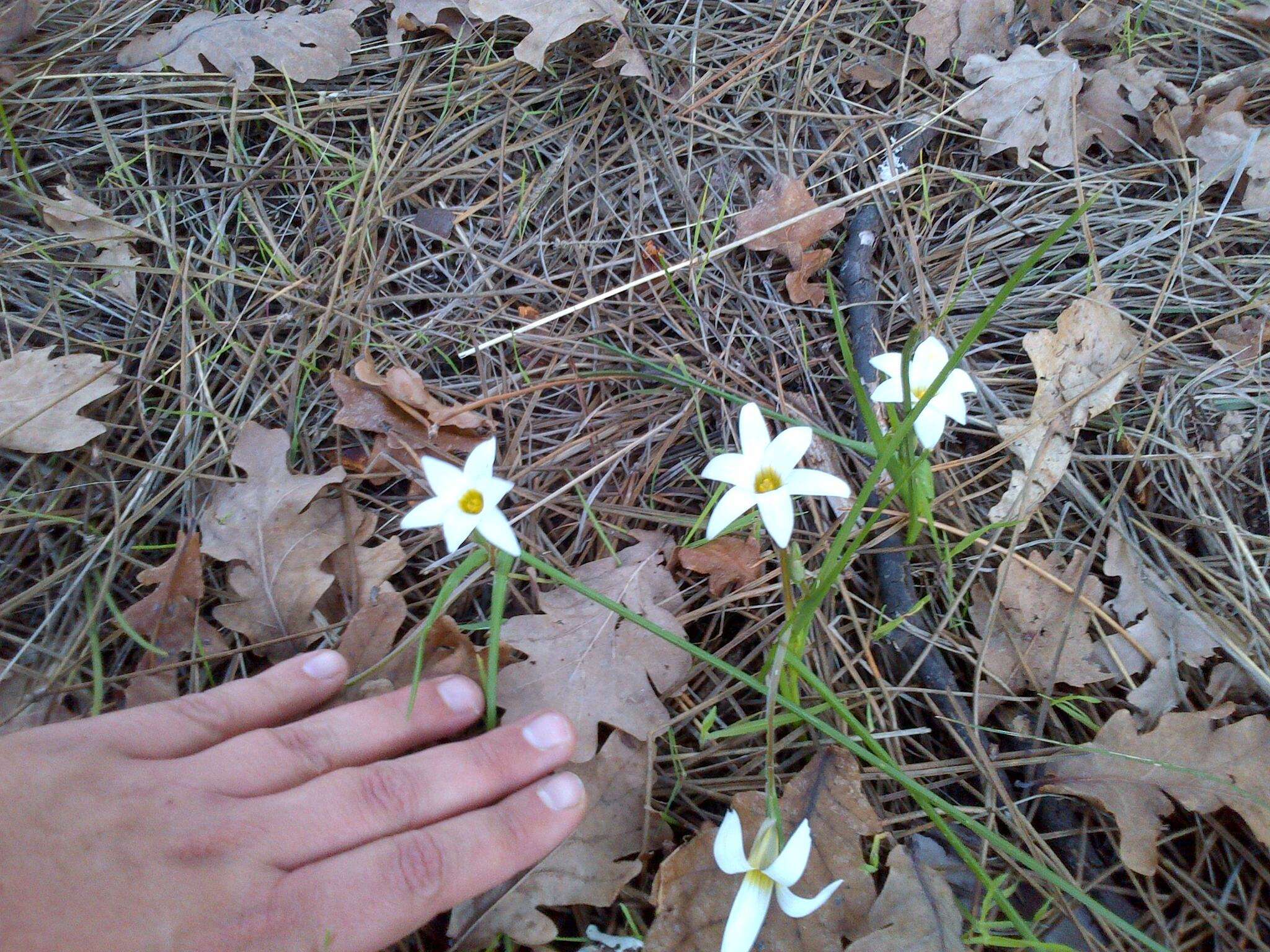 Image of Romulea flava var. flava