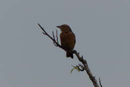 Image of Flappet Lark