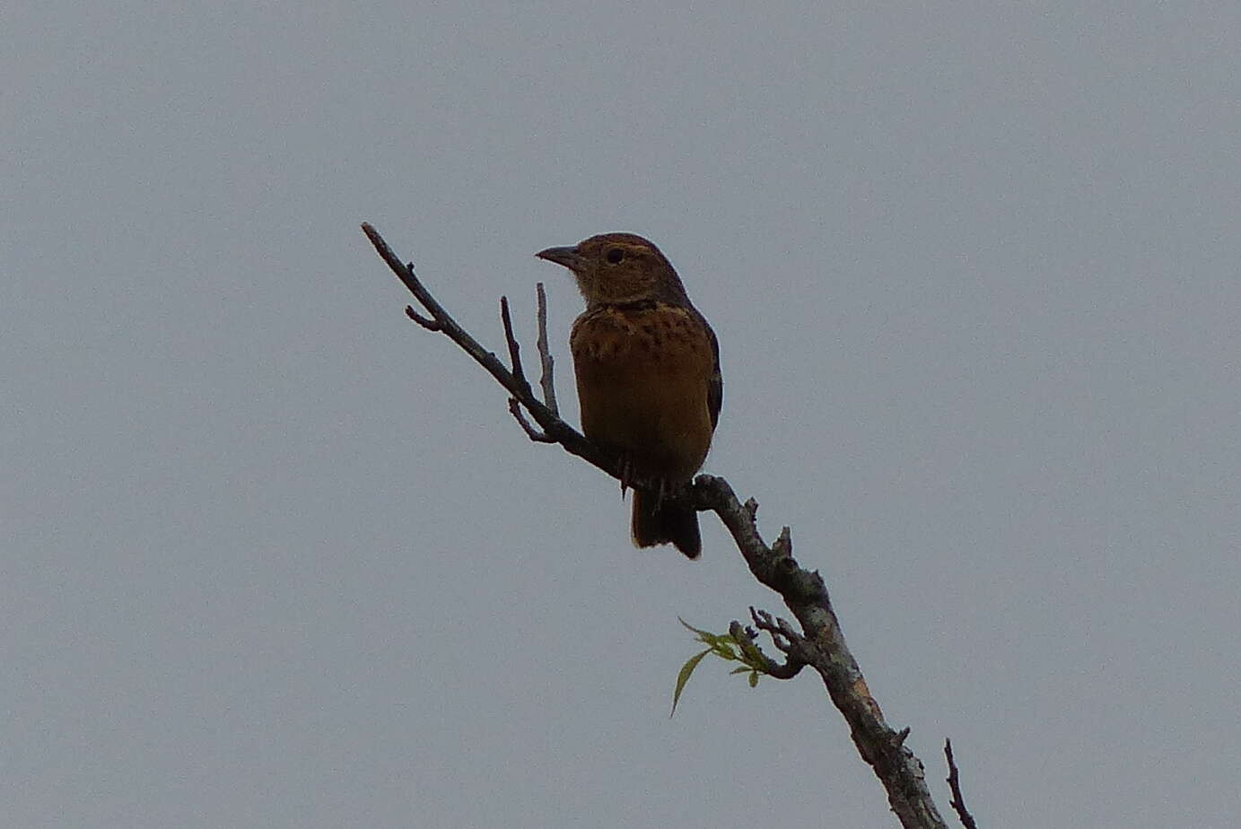 Image of Flappet Lark