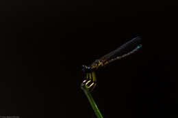 Image of Petite Jewel