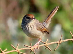 Image of Cisticola subruficapilla subruficapilla (Smith & A 1843)