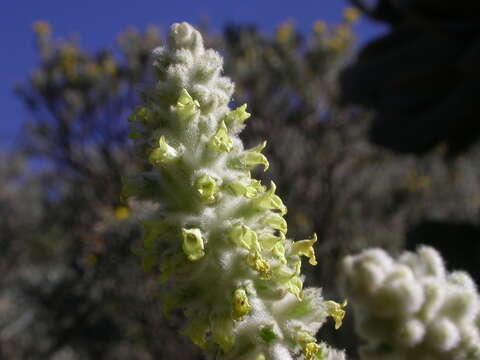 صورة Sideritis dasygnaphala (Webb & Berthel.) Clos