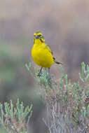 Image of Yellow Canary