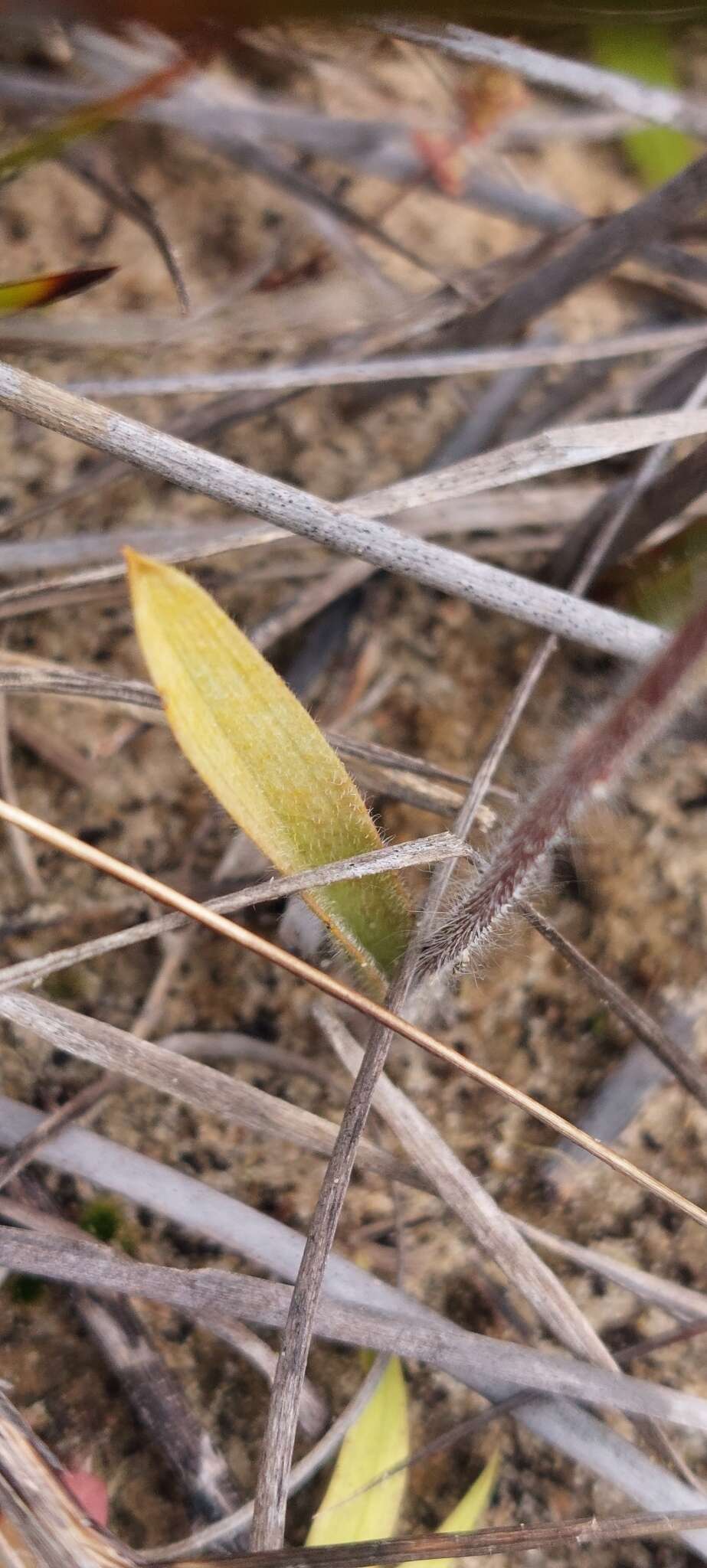 Image of Mallee spider orchid