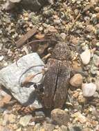 Niphona picticornis Mulsant 1839的图像