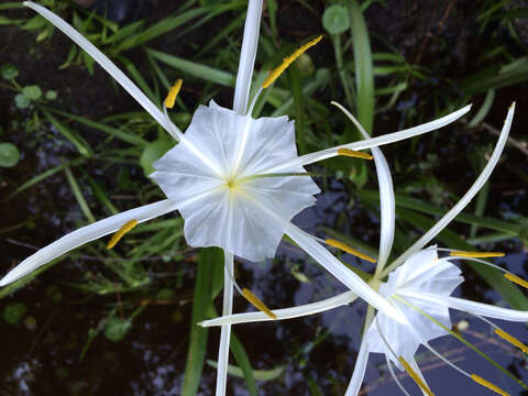 Image of Coastal Carolina Spiderlily