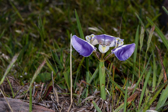 Image of Cypella unguiculata (Baker) Roitman & J. A. Castillo