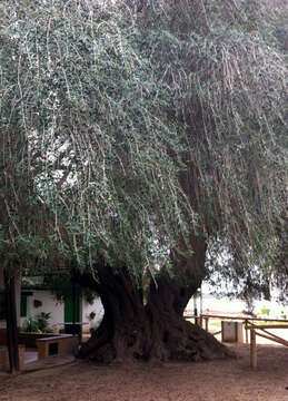 Image of olive tree