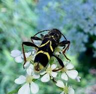 Image of Cyrtoclytus capra (Germar 1824)