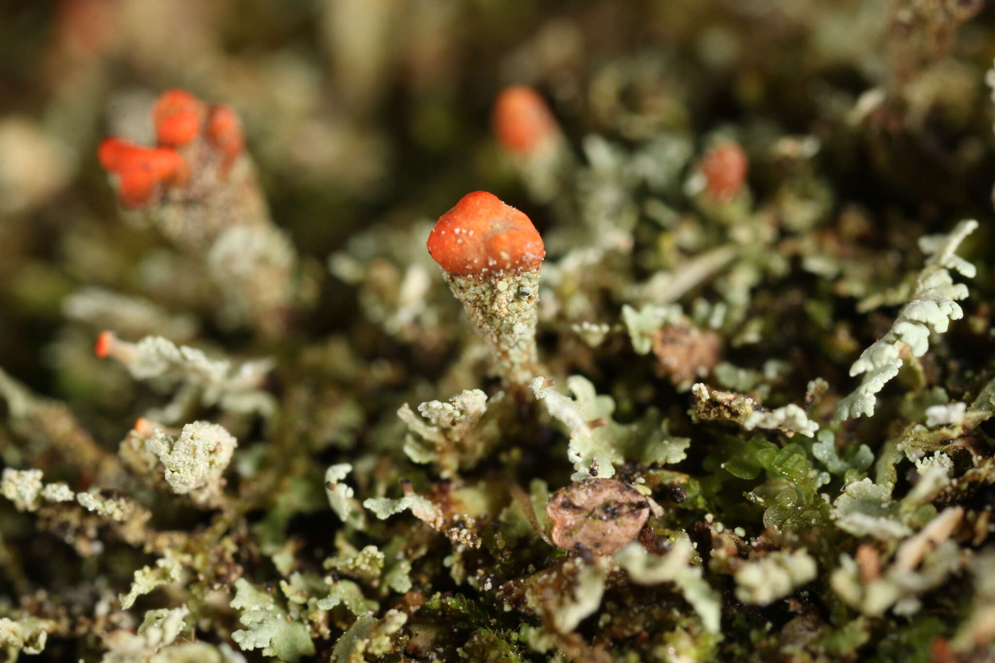 Image of cup lichen