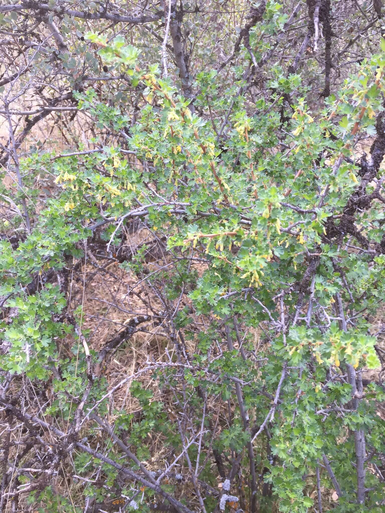 Image of rock gooseberry