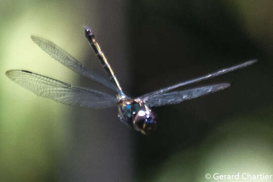 Image of <i>Zygonyx iris malayanus</i>