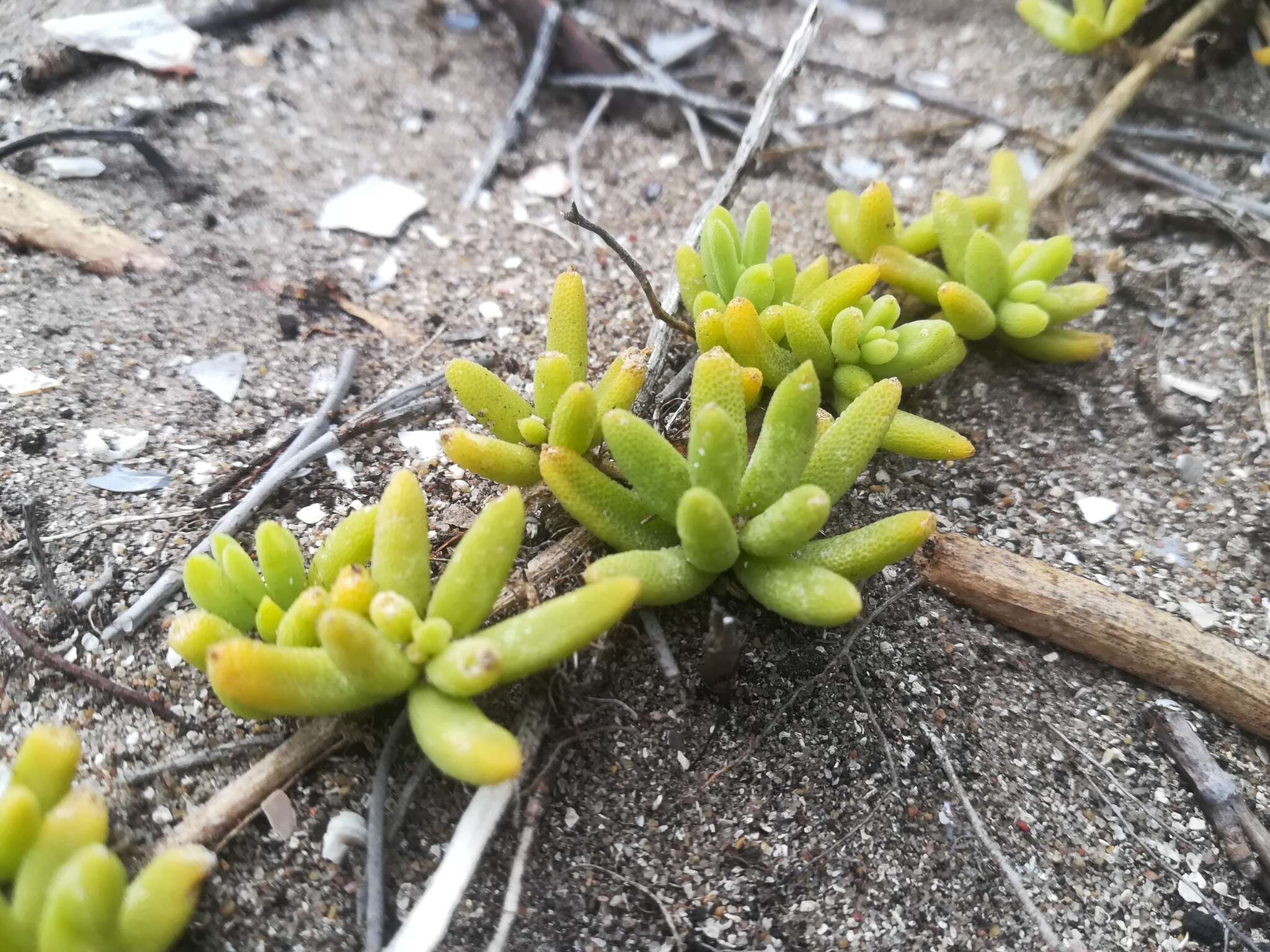 Image of Mesembryanthemum canaliculatum Haw.