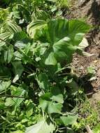 Image of Phlomoides alpina (Pall.) Adylov, Kamelin & Makhm.