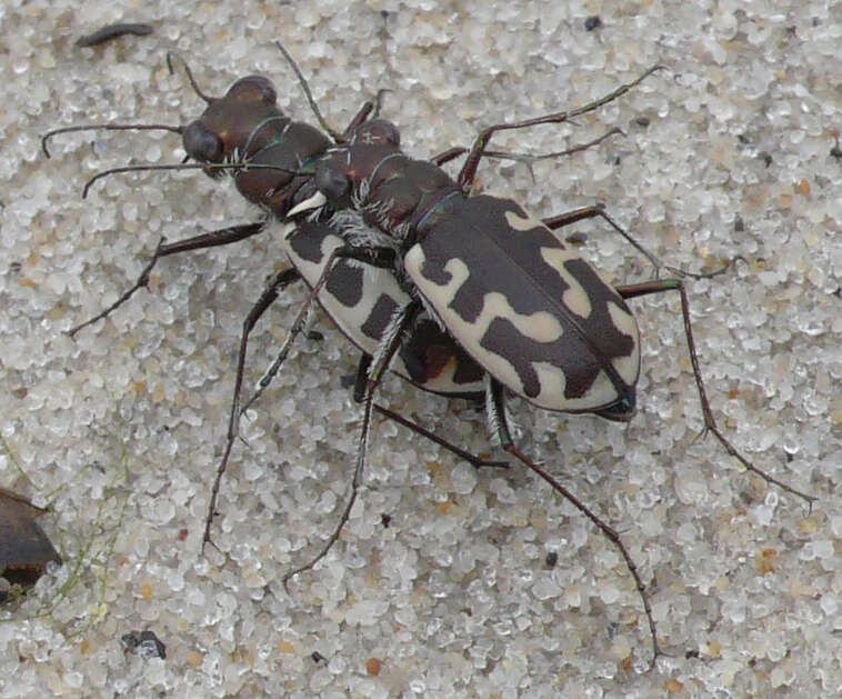 Image of Cicindela (Cicindela) hirticollis hirticollis Say 1817