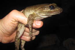 Image of Luzon Fanged Frog