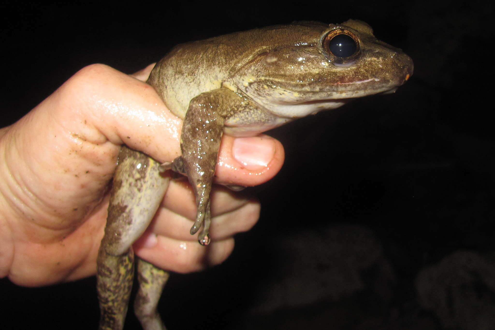 Plancia ëd Limnonectes macrocephalus (Inger 1954)