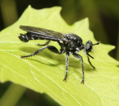 Image of Laphria sicula McAtee 1919