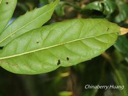 Image of Quercus spinosa subsp. miyabei (Hayata) A. Camus