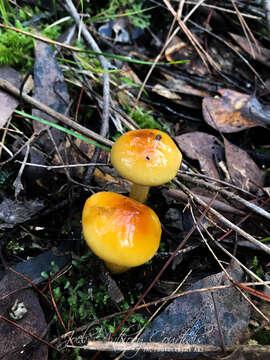 Image of Cortinarius sinapicolor Cleland 1933