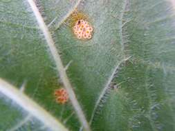 Image of nettle rust (fungus)