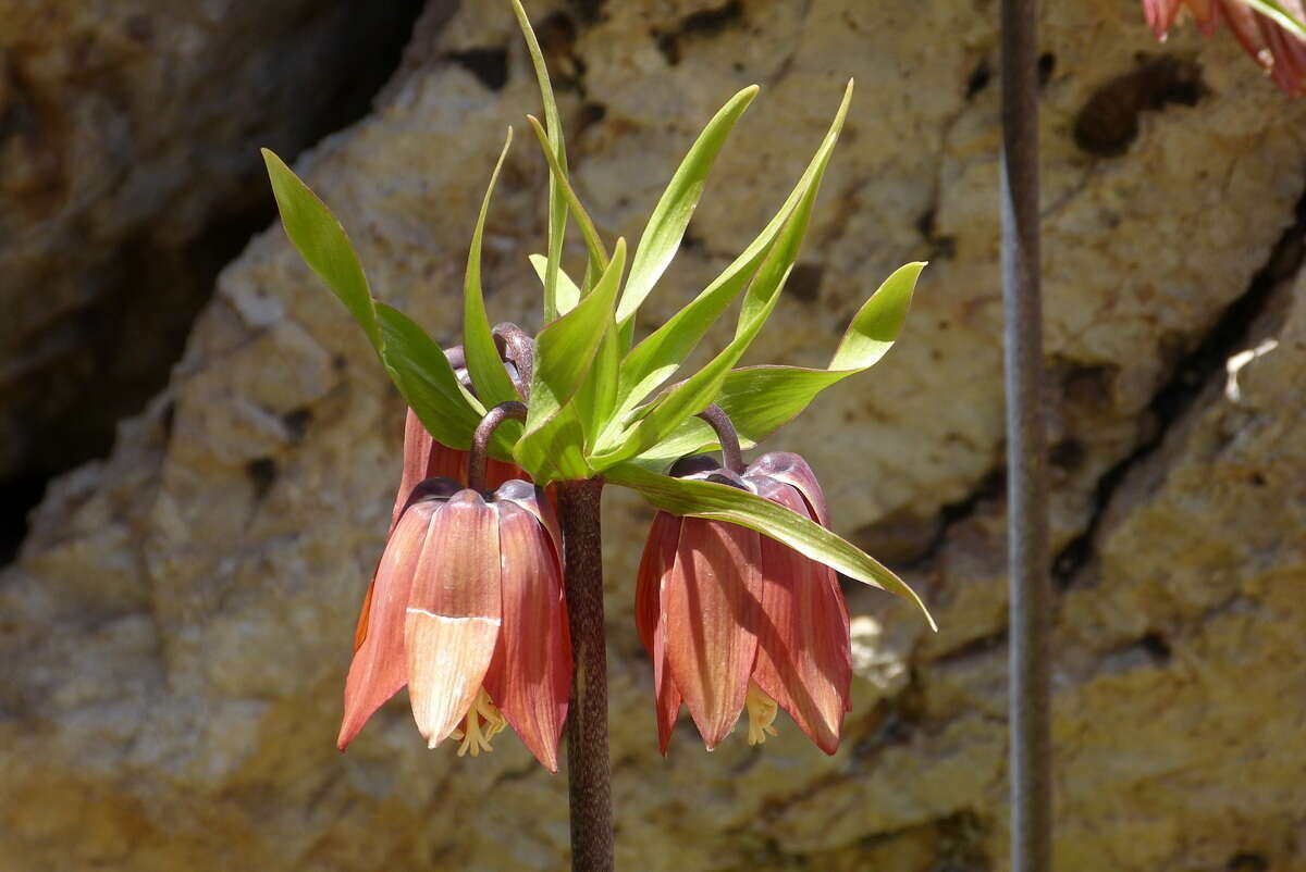 Image of imperial fritillary