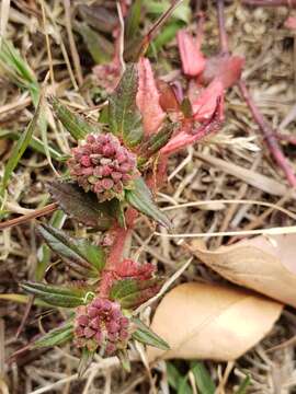 Image of Euphorbia nocens (L. C. Wheeler) V. W. Steinm.