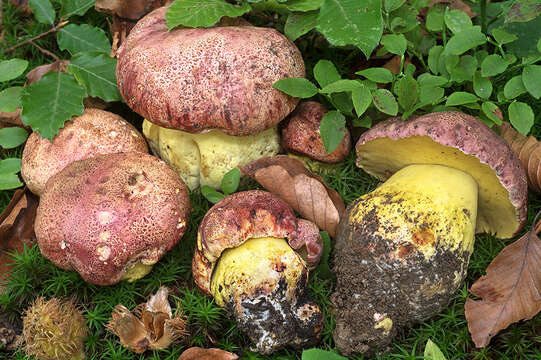 Image of Butyriboletus regius (Krombh.) D. Arora & J. L. Frank 2014